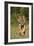 Tiger Run-Susann Parker-Framed Photographic Print