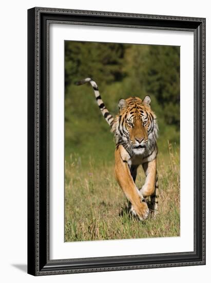 Tiger Run-Susann Parker-Framed Photographic Print