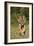 Tiger Run-Susann Parker-Framed Photographic Print