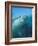 Tiger Shark, Atlantis Resort, Bahamas, Caribbean-Michele Westmorland-Framed Photographic Print