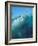 Tiger Shark, Atlantis Resort, Bahamas, Caribbean-Michele Westmorland-Framed Photographic Print