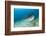 Tiger Shark (Galeocerdo Cuvier) Northern Bahamas, Caribbean Sea, Atlantic Ocean-Franco Banfi-Framed Photographic Print