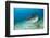 Tiger Shark (Galeocerdo Cuvier) Northern Bahamas, Caribbean Sea, Atlantic Ocean-Franco Banfi-Framed Photographic Print