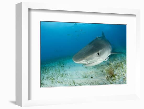 Tiger Shark (Galeocerdo Cuvier) Northern Bahamas, Caribbean Sea, Atlantic Ocean-Franco Banfi-Framed Photographic Print