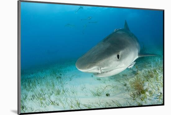 Tiger Shark (Galeocerdo Cuvier) Northern Bahamas, Caribbean Sea, Atlantic Ocean-Franco Banfi-Mounted Photographic Print