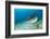 Tiger Shark (Galeocerdo Cuvier) Northern Bahamas, Caribbean Sea, Atlantic Ocean-Franco Banfi-Framed Photographic Print