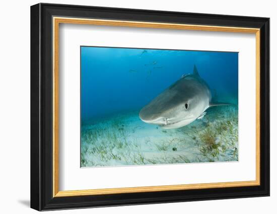 Tiger Shark (Galeocerdo Cuvier) Northern Bahamas, Caribbean Sea, Atlantic Ocean-Franco Banfi-Framed Photographic Print