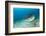 Tiger Shark (Galeocerdo Cuvier) Northern Bahamas, Caribbean Sea, Atlantic Ocean-Franco Banfi-Framed Photographic Print