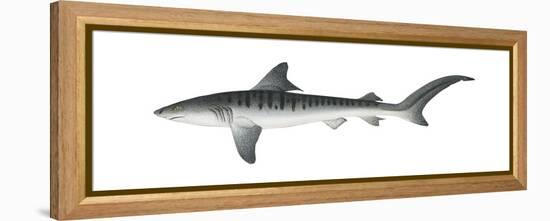 Tiger Shark (Galeocerdo Cuvieri), Fishes-Encyclopaedia Britannica-Framed Stretched Canvas
