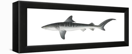 Tiger Shark (Galeocerdo Cuvieri), Fishes-Encyclopaedia Britannica-Framed Stretched Canvas