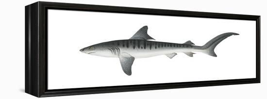 Tiger Shark (Galeocerdo Cuvieri), Fishes-Encyclopaedia Britannica-Framed Stretched Canvas