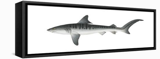 Tiger Shark (Galeocerdo Cuvieri), Fishes-Encyclopaedia Britannica-Framed Stretched Canvas