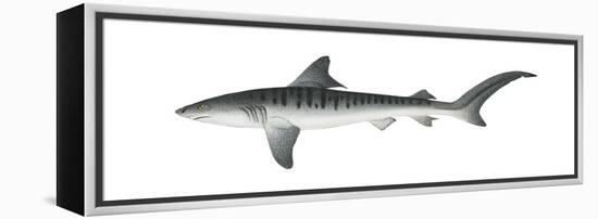 Tiger Shark (Galeocerdo Cuvieri), Fishes-Encyclopaedia Britannica-Framed Stretched Canvas