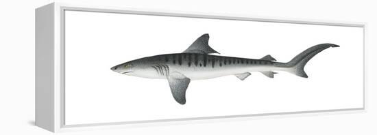 Tiger Shark (Galeocerdo Cuvieri), Fishes-Encyclopaedia Britannica-Framed Stretched Canvas