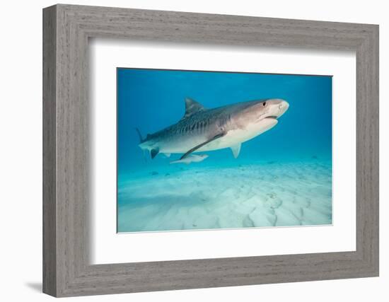 tiger shark swimming over sandy seabed, bahamas-david fleetham-Framed Photographic Print