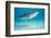 tiger shark swimming over sandy seabed, bahamas-david fleetham-Framed Photographic Print