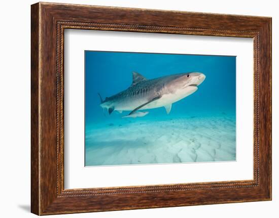 tiger shark swimming over sandy seabed, bahamas-david fleetham-Framed Photographic Print