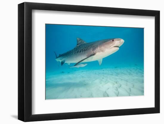 tiger shark swimming over sandy seabed, bahamas-david fleetham-Framed Photographic Print