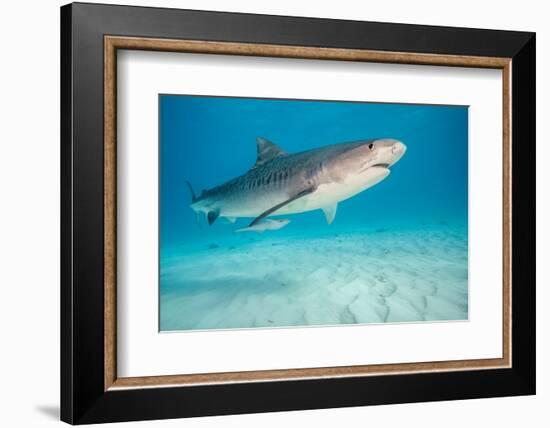 tiger shark swimming over sandy seabed, bahamas-david fleetham-Framed Photographic Print