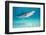 tiger shark swimming over sandy seabed, bahamas-david fleetham-Framed Photographic Print