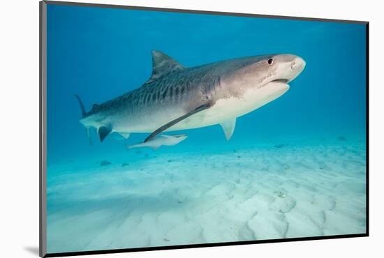 tiger shark swimming over sandy seabed, bahamas-david fleetham-Mounted Photographic Print