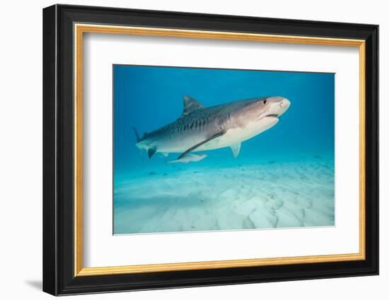 tiger shark swimming over sandy seabed, bahamas-david fleetham-Framed Photographic Print