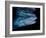 Tiger shark swimming, Tiger Beach, Bahamas, Caribbean Sea-David Hall-Framed Photographic Print