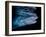 Tiger shark swimming, Tiger Beach, Bahamas, Caribbean Sea-David Hall-Framed Photographic Print