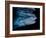 Tiger shark swimming, Tiger Beach, Bahamas, Caribbean Sea-David Hall-Framed Photographic Print