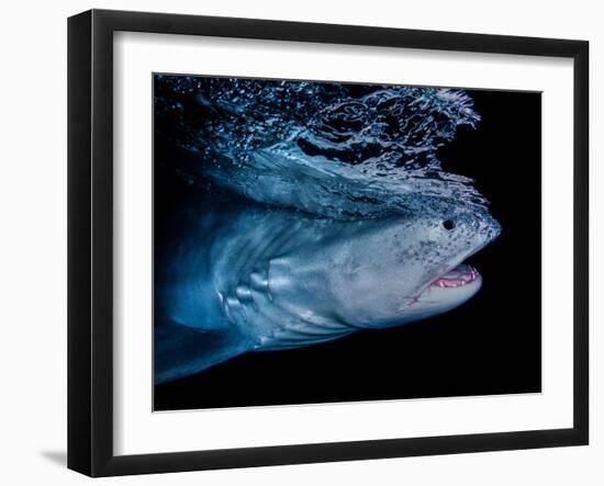 Tiger shark swimming, Tiger Beach, Bahamas, Caribbean Sea-David Hall-Framed Photographic Print