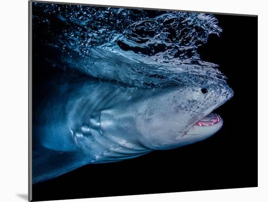 Tiger shark swimming, Tiger Beach, Bahamas, Caribbean Sea-David Hall-Mounted Photographic Print