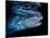 Tiger shark swimming, Tiger Beach, Bahamas, Caribbean Sea-David Hall-Mounted Photographic Print