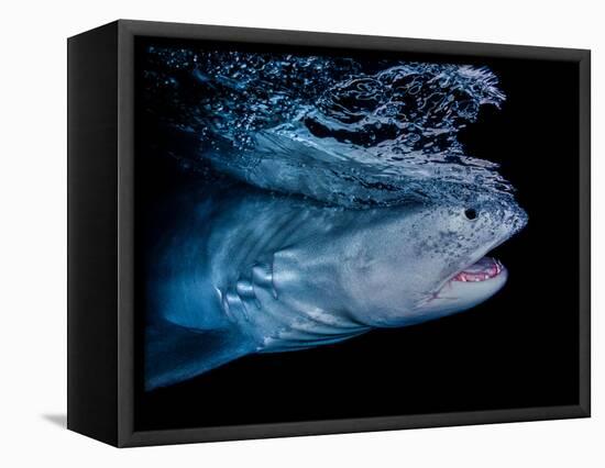 Tiger shark swimming, Tiger Beach, Bahamas, Caribbean Sea-David Hall-Framed Premier Image Canvas