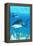 Tiger Shark-Lantern Press-Framed Stretched Canvas