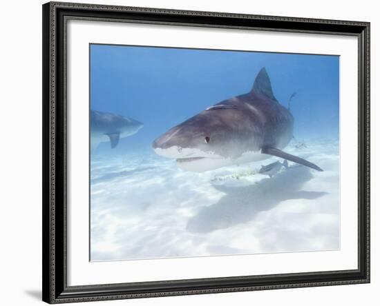 Tiger Sharks, Northern Bahamas-Stuart Westmoreland-Framed Photographic Print