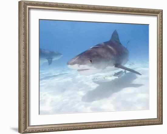 Tiger Sharks, Northern Bahamas-Stuart Westmoreland-Framed Photographic Print