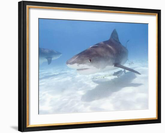 Tiger Sharks, Northern Bahamas-Stuart Westmoreland-Framed Photographic Print