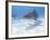 Tiger Sharks, Northern Bahamas-Stuart Westmoreland-Framed Photographic Print