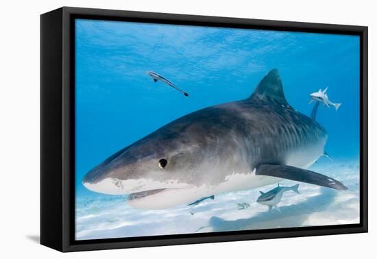 Tiger Sharks, Northern Bahamas-Stuart Westmorland-Framed Premier Image Canvas