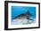 Tiger Sharks, Northern Bahamas-Stuart Westmorland-Framed Photographic Print