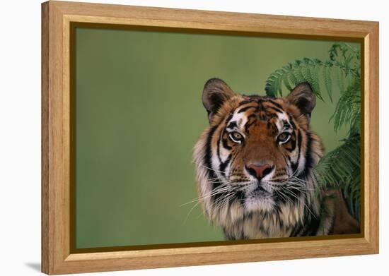 Tiger Sitting under Fern Leaves-DLILLC-Framed Premier Image Canvas