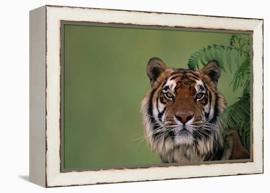 Tiger Sitting under Fern Leaves-DLILLC-Framed Premier Image Canvas