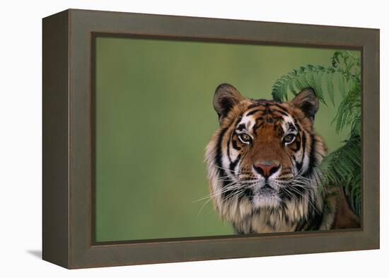 Tiger Sitting under Fern Leaves-DLILLC-Framed Premier Image Canvas