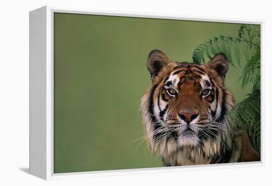 Tiger Sitting under Fern Leaves-DLILLC-Framed Premier Image Canvas