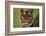 Tiger Sitting under Fern Leaves-DLILLC-Framed Photographic Print