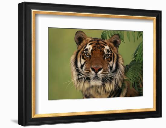 Tiger Sitting under Fern Leaves-DLILLC-Framed Photographic Print