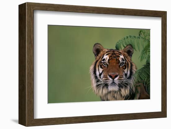 Tiger Sitting under Fern Leaves-DLILLC-Framed Photographic Print