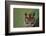 Tiger Sitting under Fern Leaves-DLILLC-Framed Photographic Print
