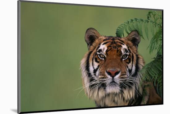 Tiger Sitting under Fern Leaves-DLILLC-Mounted Photographic Print