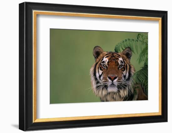 Tiger Sitting under Fern Leaves-DLILLC-Framed Photographic Print